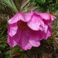 Paeonia anomala veitchii